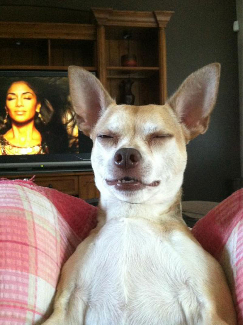 chien-apprecie-kim-kardashian