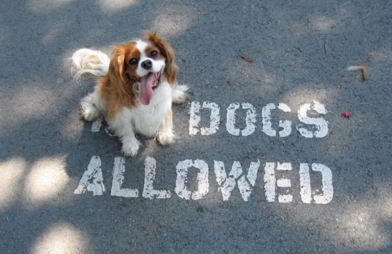chien-assis-bon-endroit