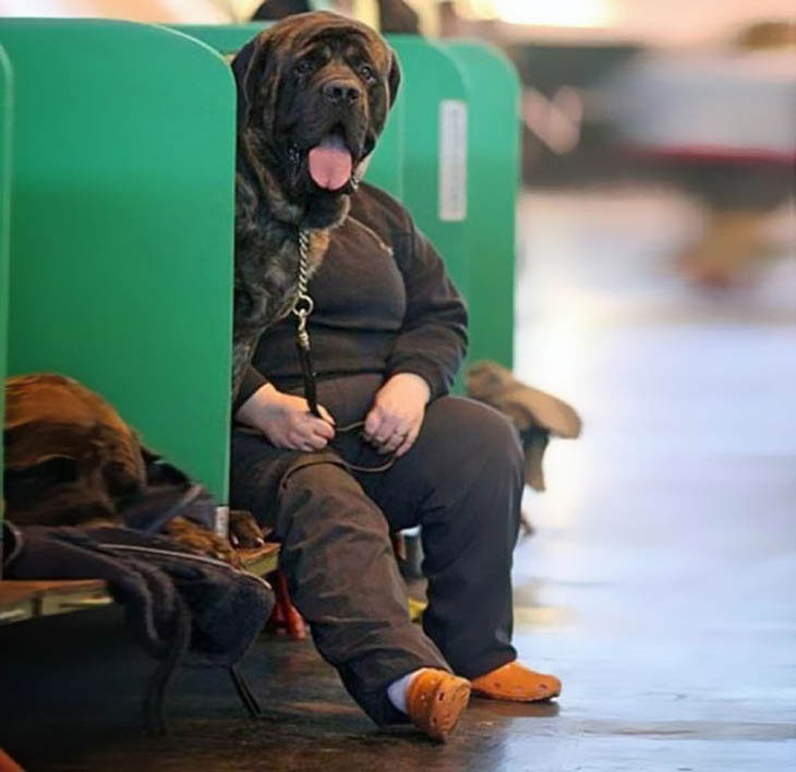 chien-assis-fauteuil