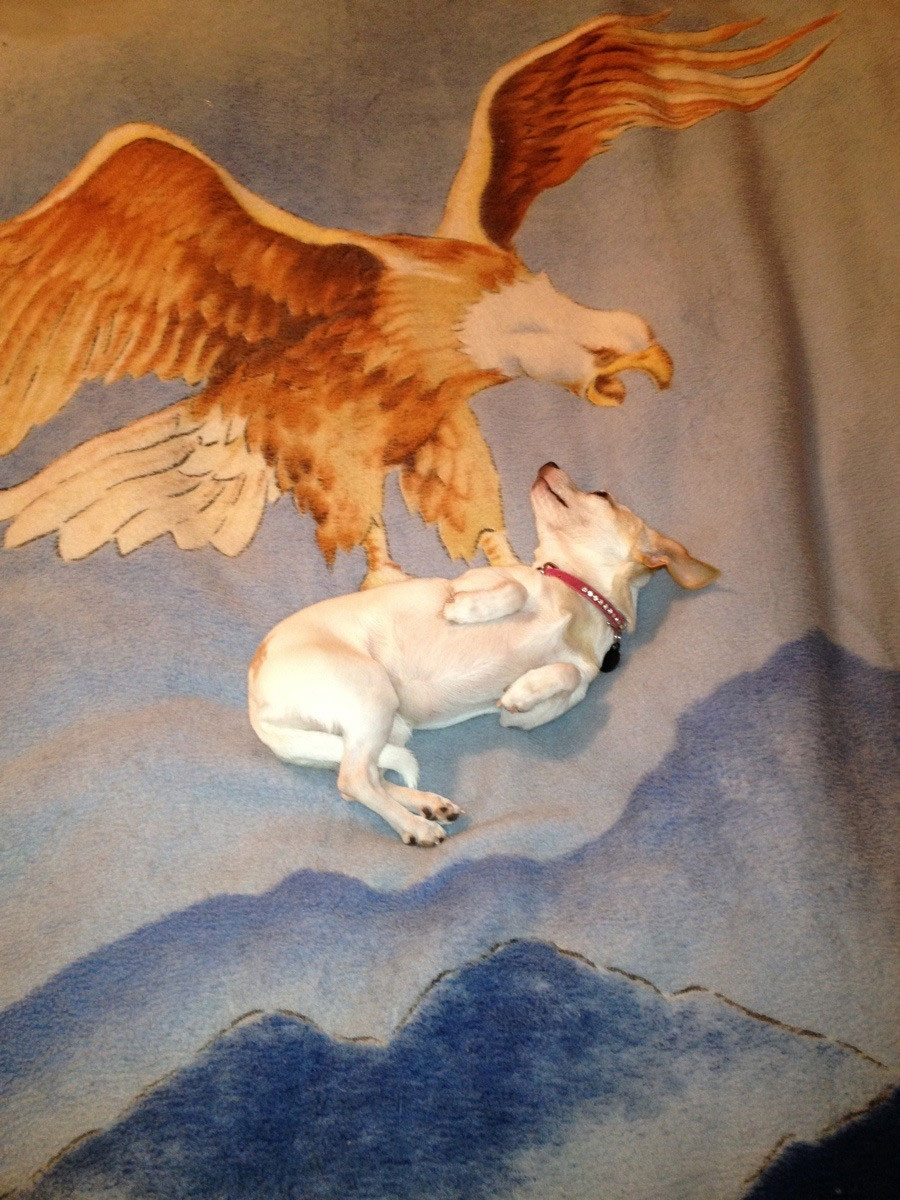 chien-attaque-par-aigle