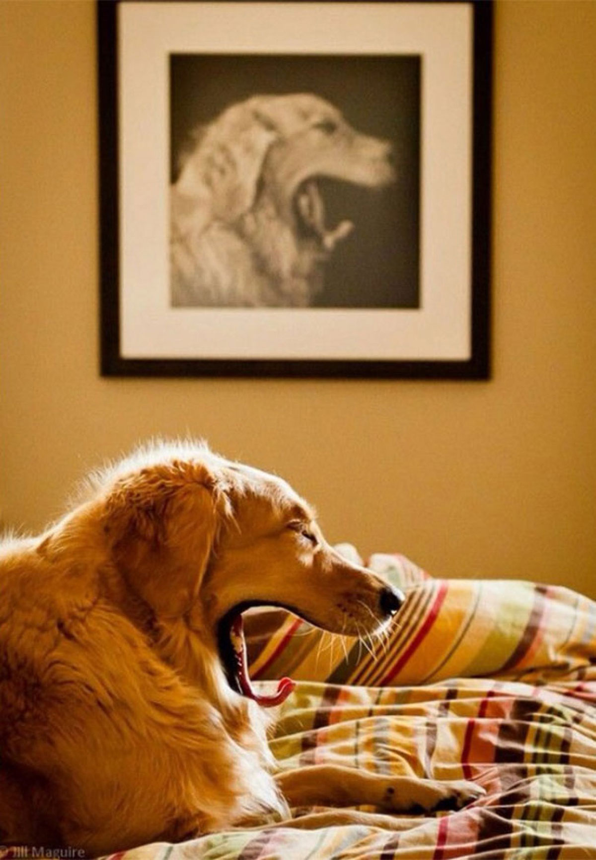 chien-baille-lit