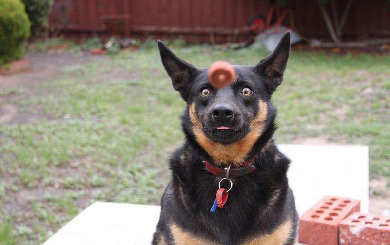 chien-captive-par-balle