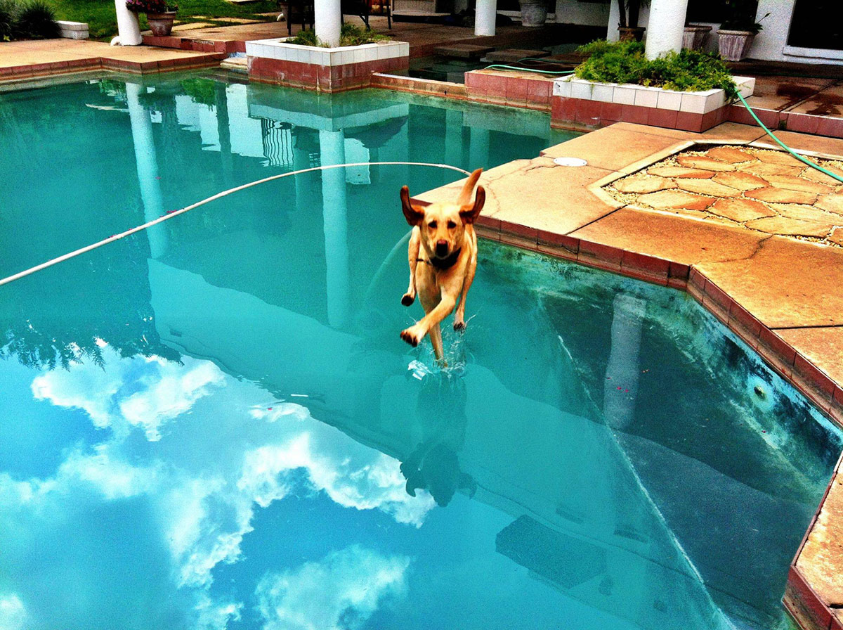 chien-court-sur-eau-piscine