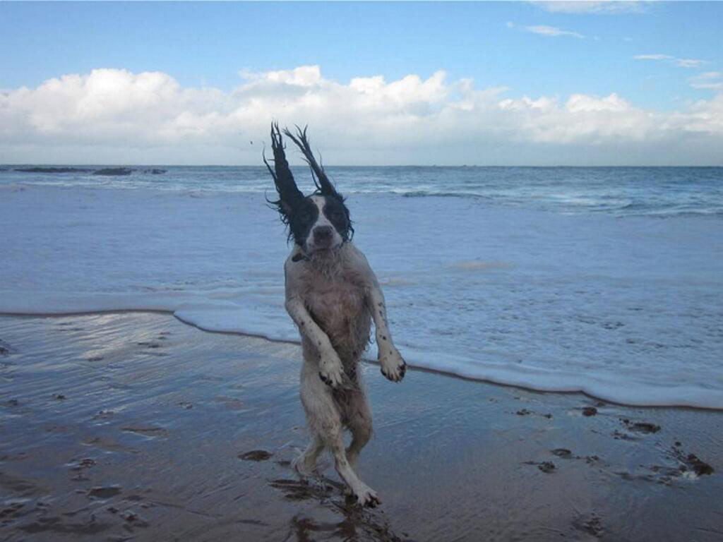 chien-marche-plage