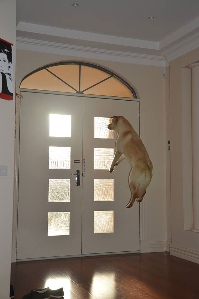 chien-saute-derriere-porte
