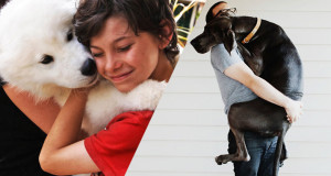 chiens-calin-amour