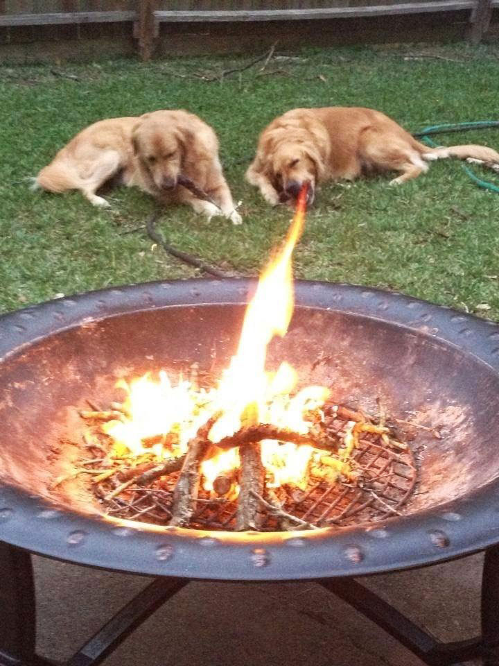 chiens-crachent-flammes