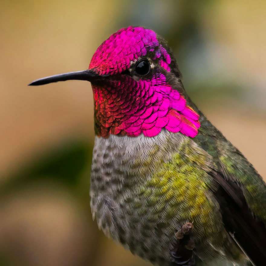 colibri-anna-col-rose