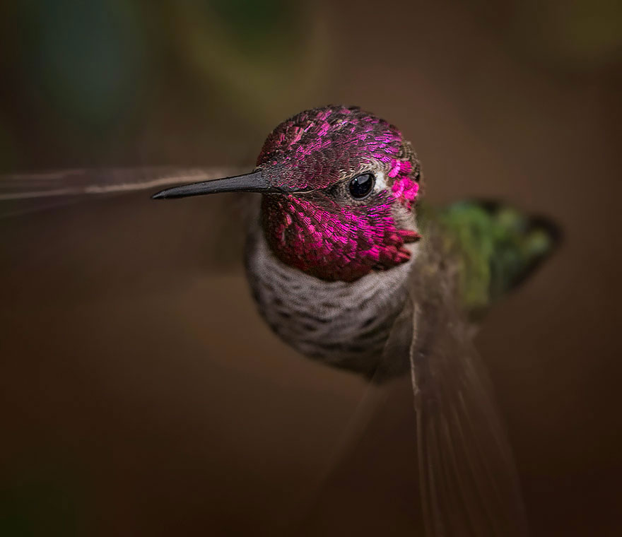 colibri-anna