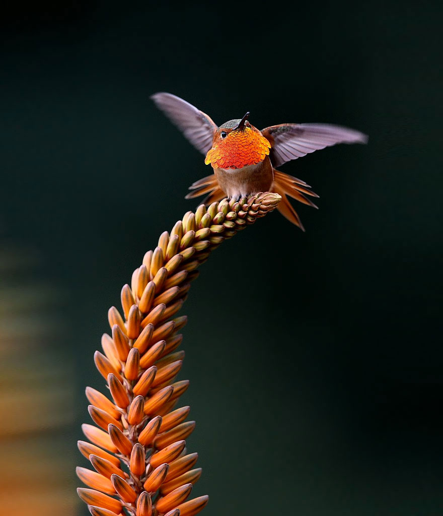 colibri-branche
