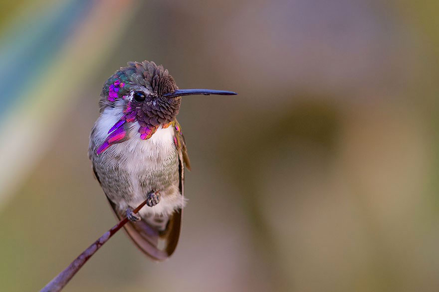 colibri-costa