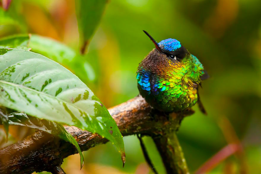 colibri-insigne-branche-vert
