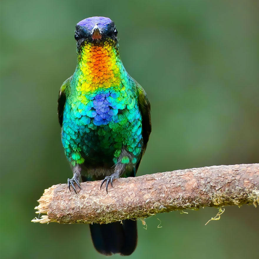 colibri-insigne-branche