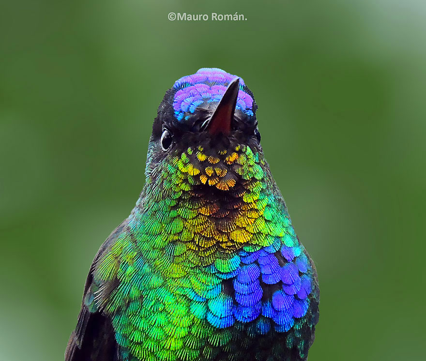 colibri-insigne