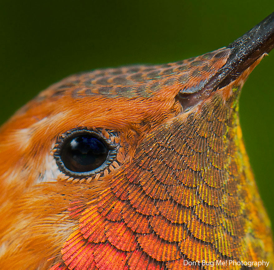 colibri-roux-proche