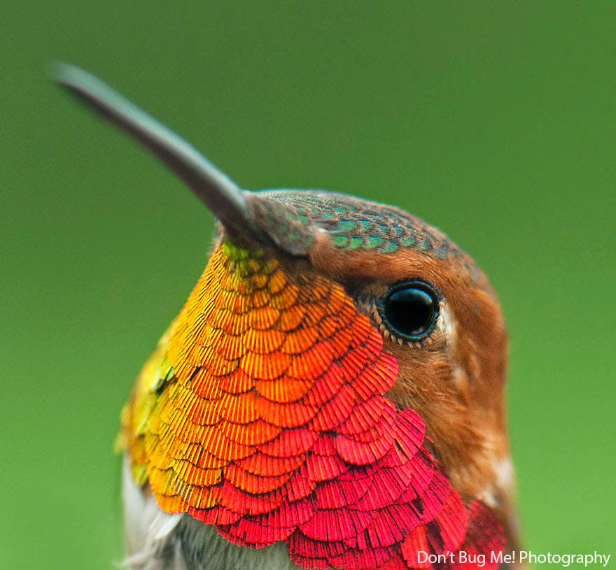 colibri-roux-profil