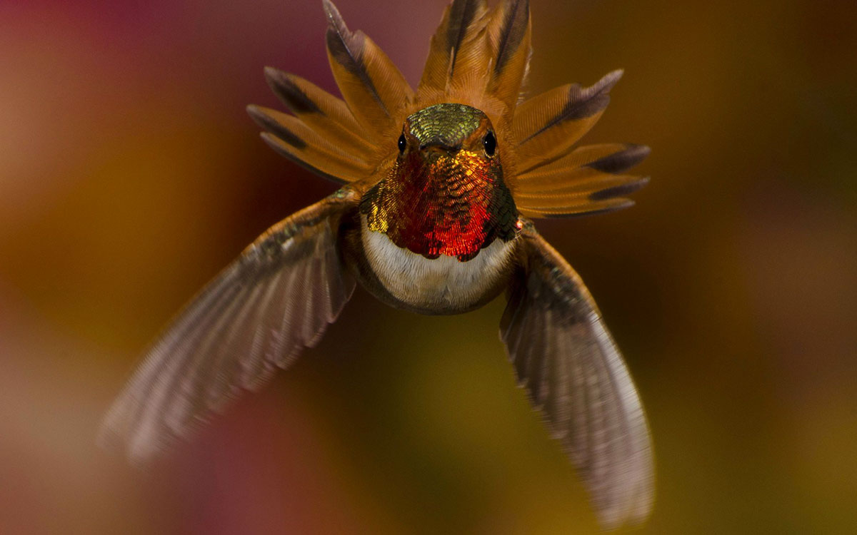 colibri-roux-vol
