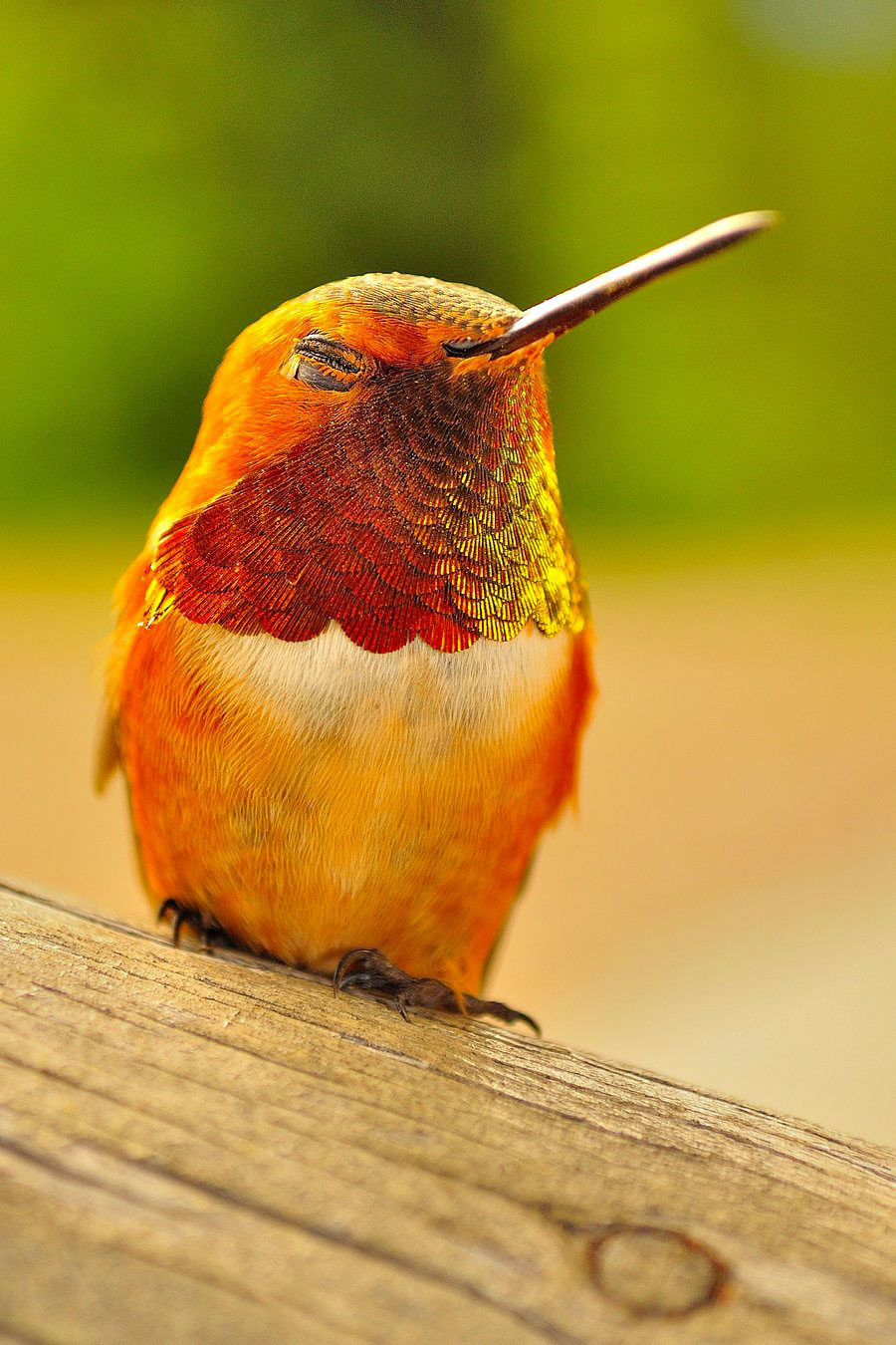 colibri-roux