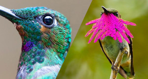 colibri-une2