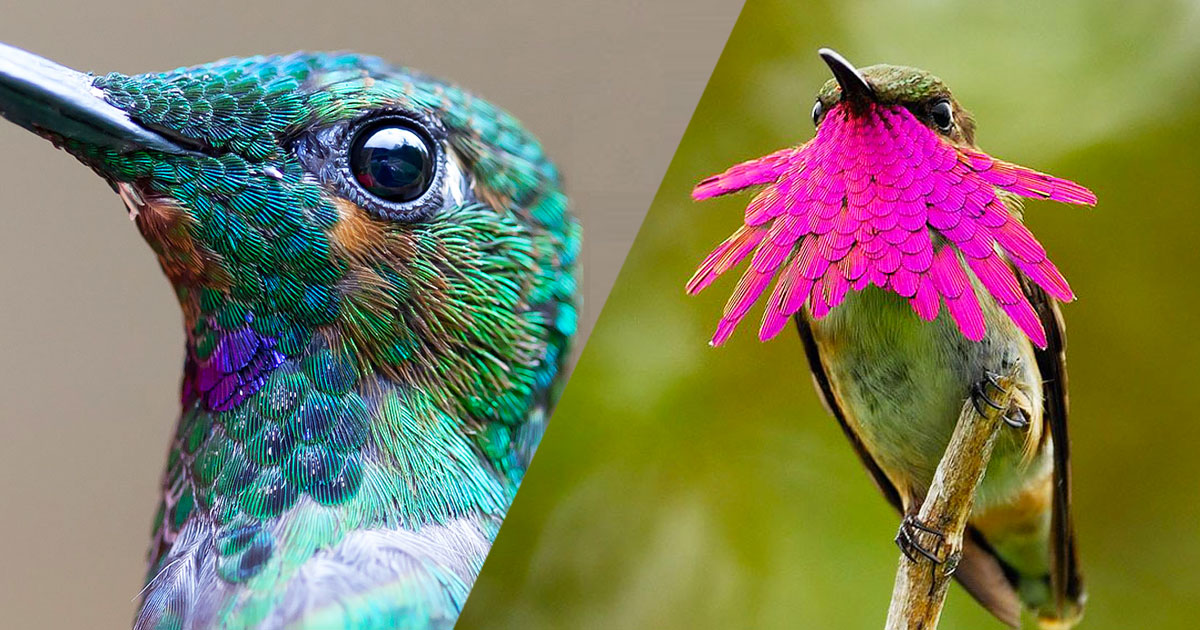 colibri-une2