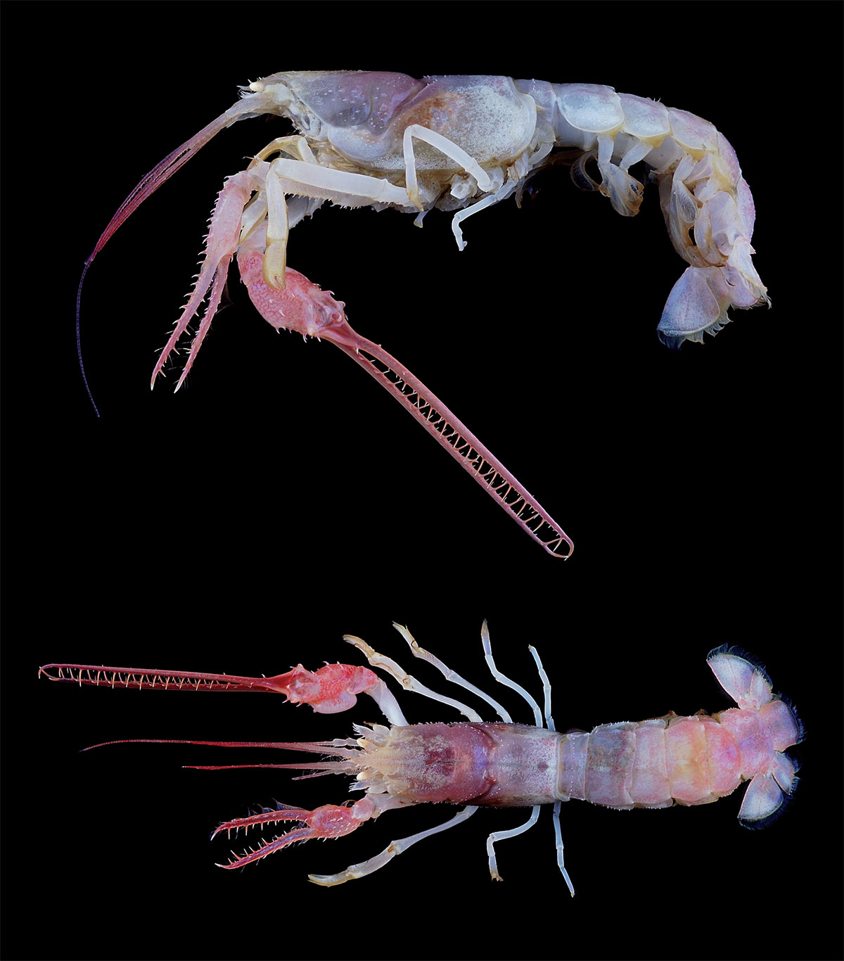 dinochelus-ausubeli