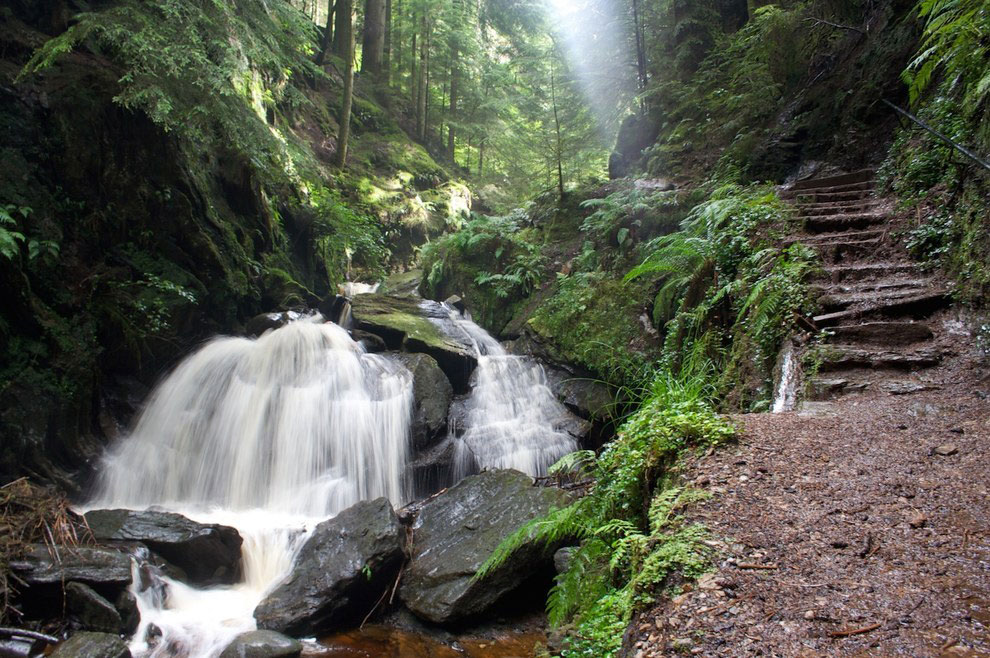 foret-ecosse