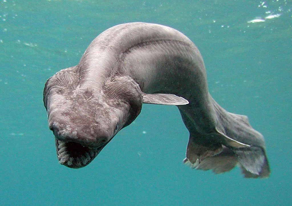 requin-lezard