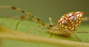 une araignee