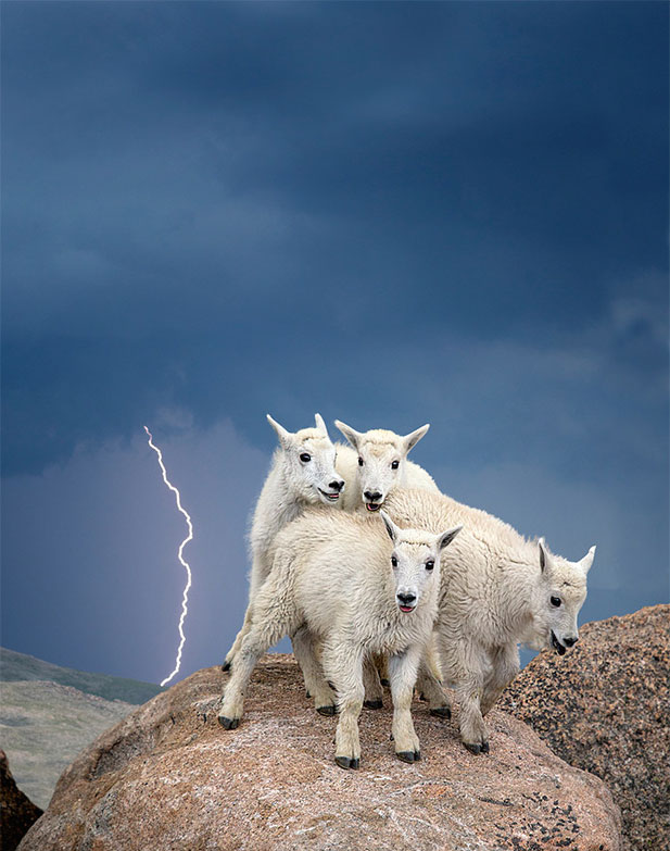 agneau-rocher-orage