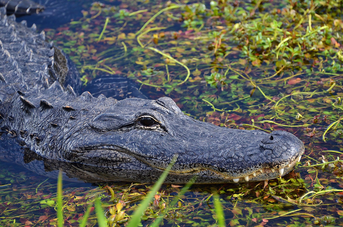 aligator-marecages