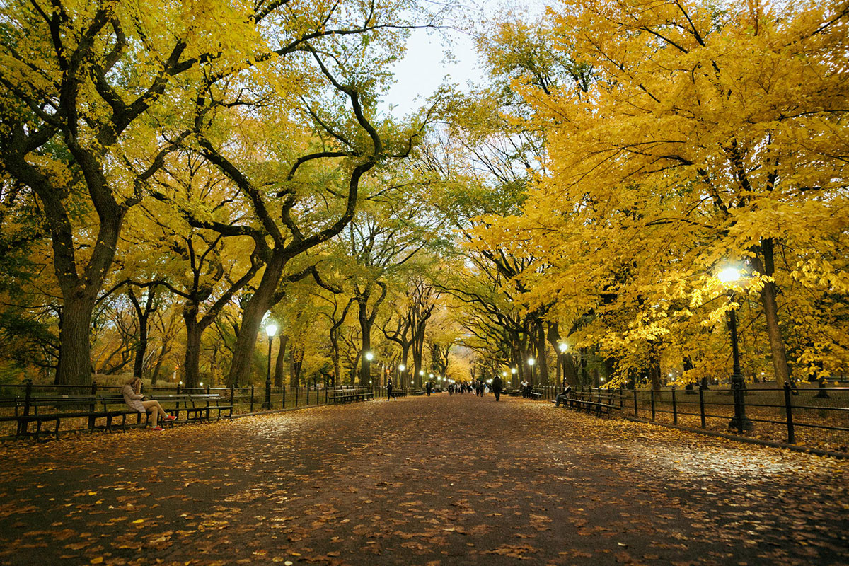 allee-bordee-arbres