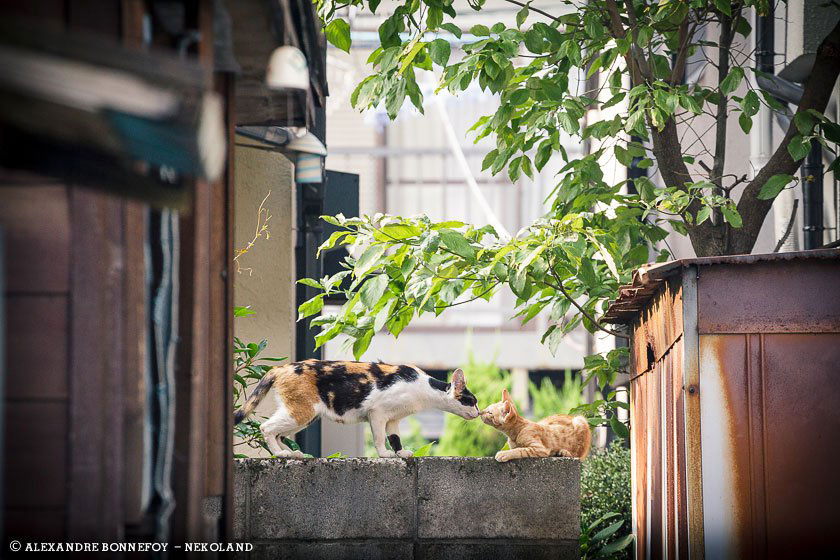bisou-chats
