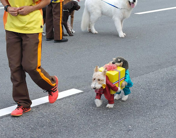 cadeau-chien