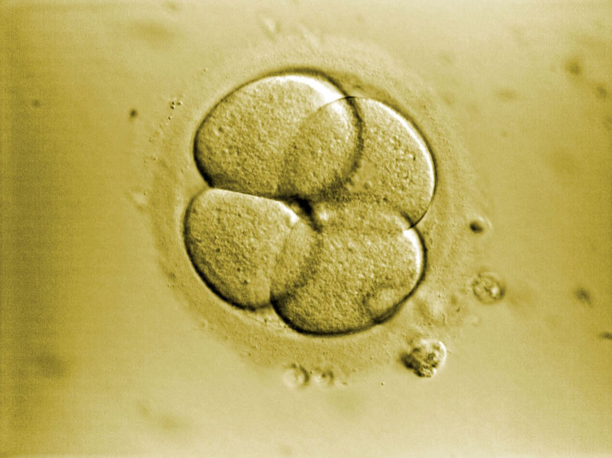 cellules-embryon