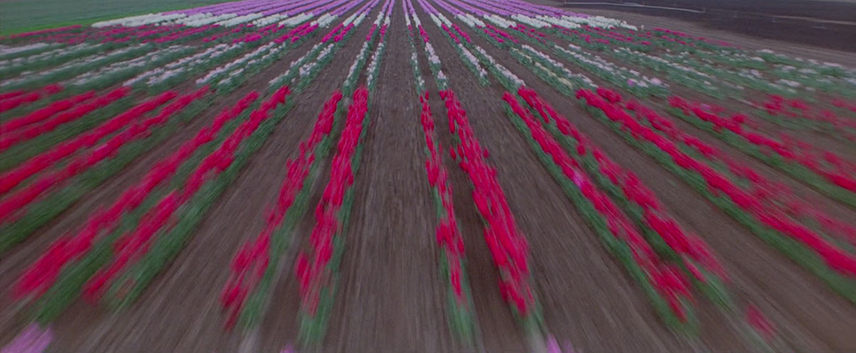 champ-fleurs
