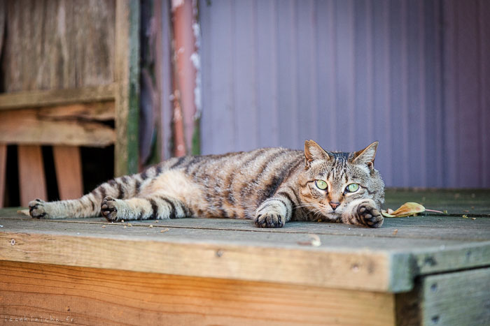 chat-allonge