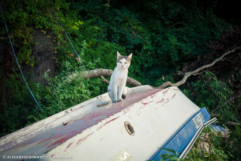 chat-bateau-renverse