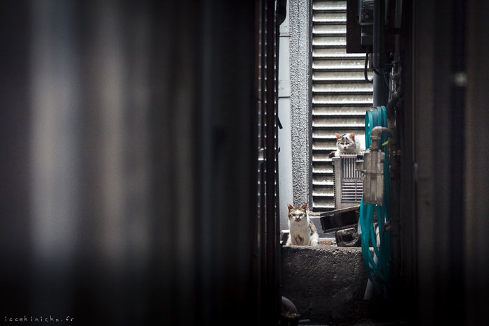 chat-impasse