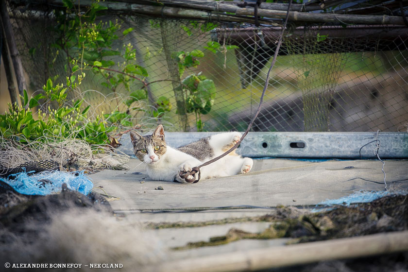 chat-jouant-fil
