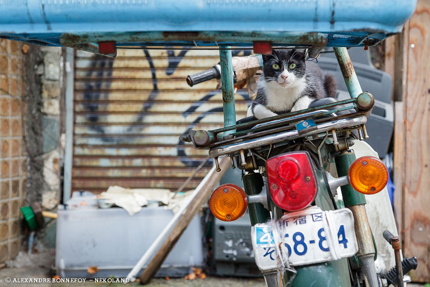 chat-moto