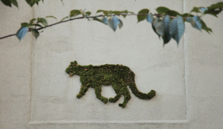 chat-mousse-mur
