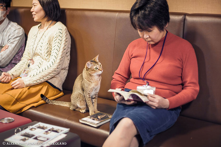 chat-observe-maitre