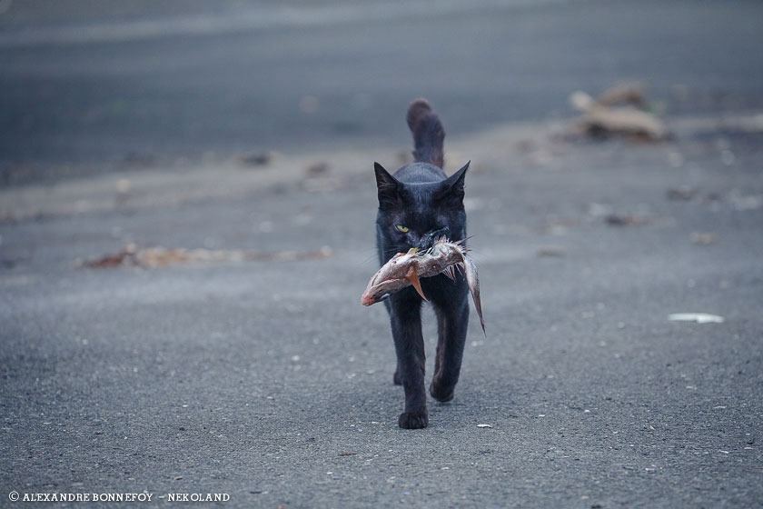 chat-prise-poisson