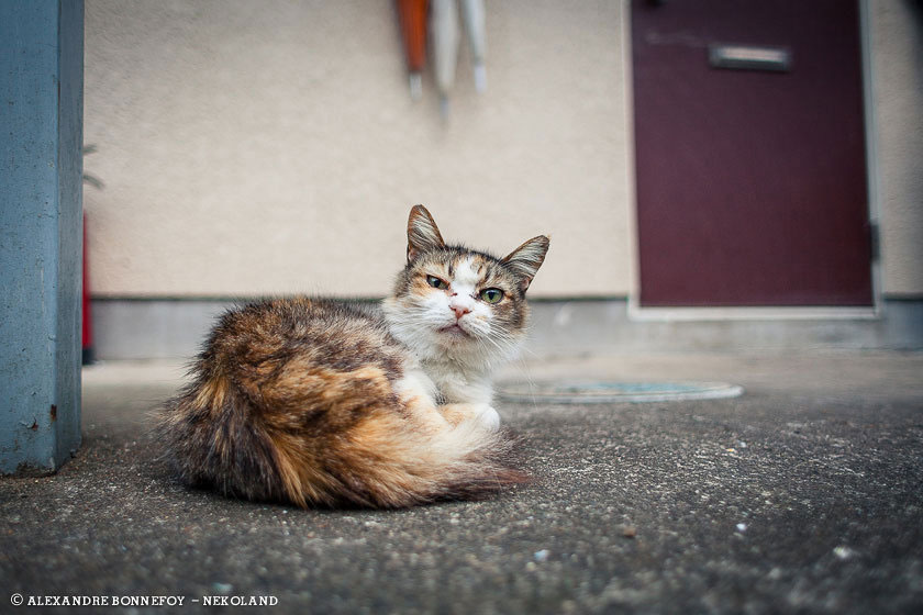 chat-roux