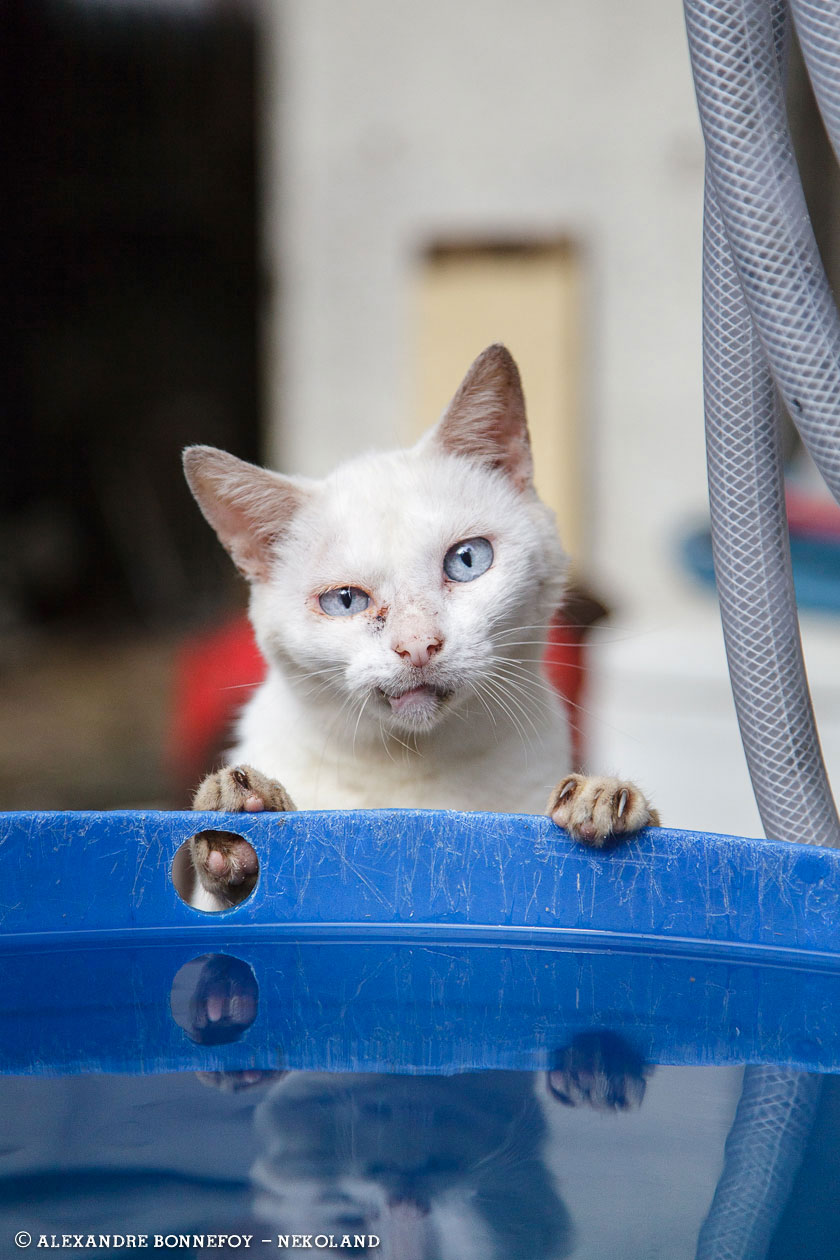 chat-seau-eau