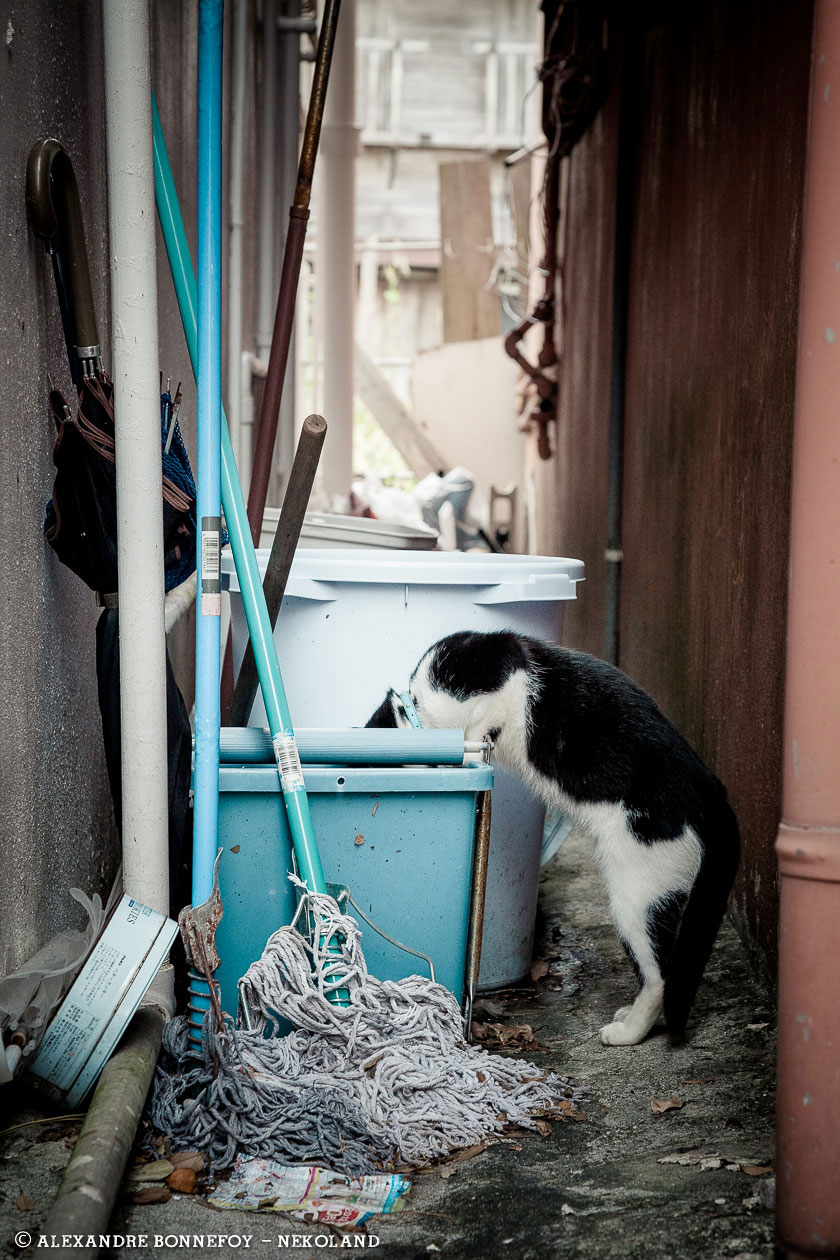chat-serpillere