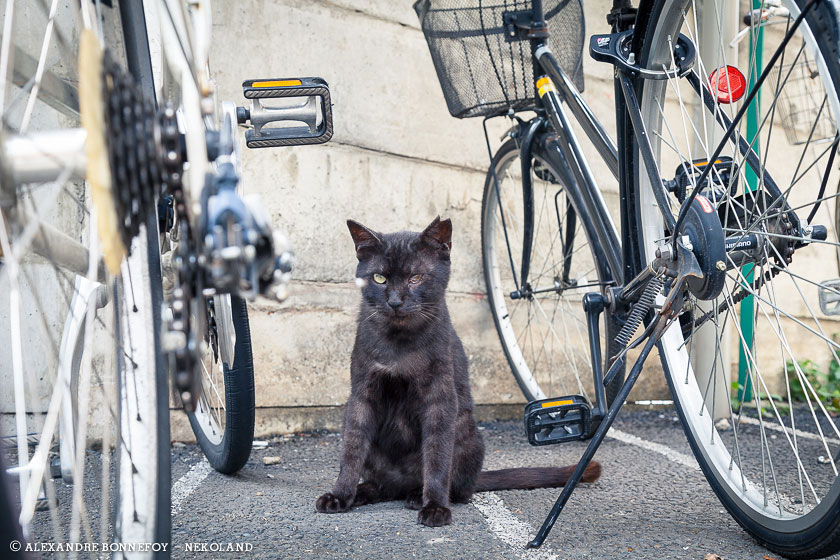 chat-velos