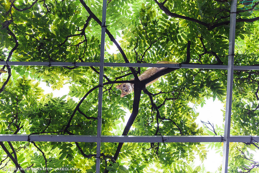 chat-veranda