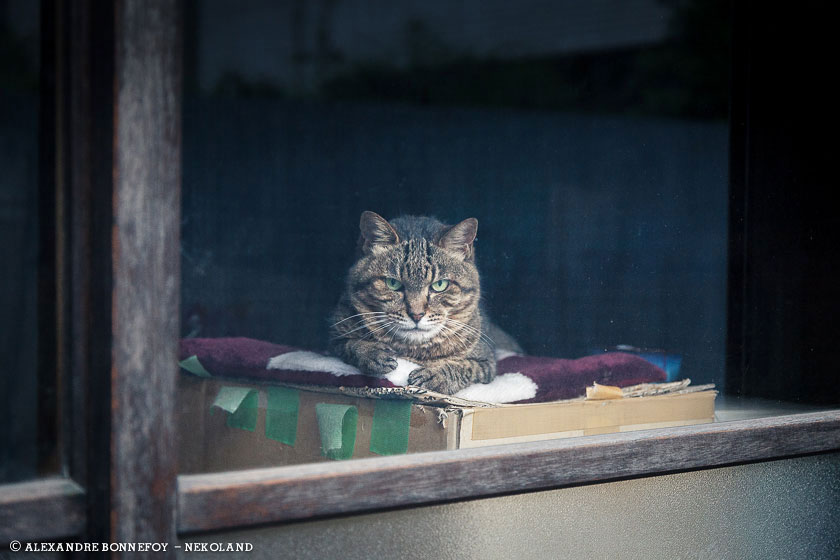 chats-guette-fenetre