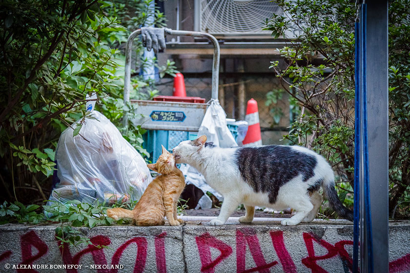 chats-lechent